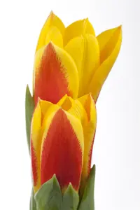 Tulipa 'Stresa' - flower bulb 12/+ - image 3