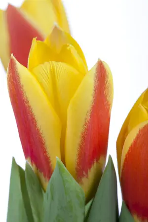 Tulipa 'Stresa' - flower bulb 12/+ - image 4