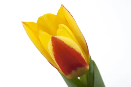 Tulipa 'Stresa' - flower bulb 12/+ - image 1