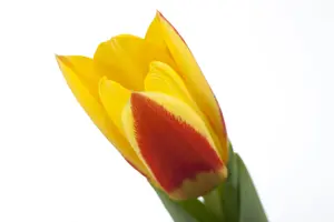 Tulipa 'Stresa' - flower bulb 12/+ - image 5