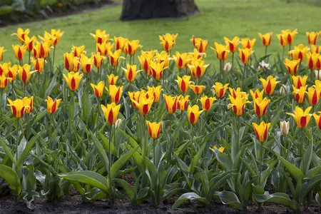 Tulipa 'Stresa' - flower bulb 12/+ - image 5
