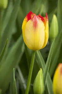 Tulipa 'Suncatcher' - flower bulb 12/+