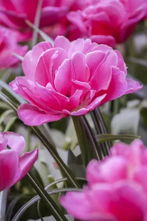 Tulipa 'Sunset Tropical' - flower bulb 12/+ - image 2