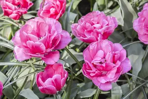Tulipa 'Sunset Tropical' - flower bulb 12/+ - image 1