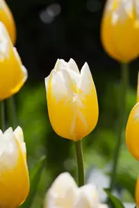 Tulipa 'Sweetheart' - flower bulb 12/+ - image 4