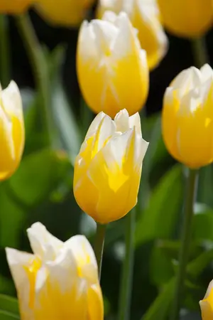 Tulipa 'Sweetheart' - flower bulb 12/+ - image 2