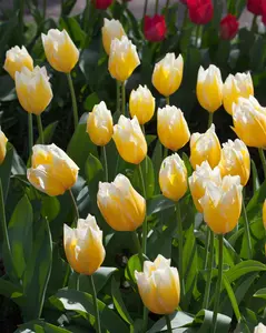 Tulipa 'Sweetheart' - flower bulb 12/+ - image 3