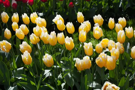 Tulipa 'Sweetheart' - flower bulb 12/+ - image 4