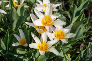 Tulipa 'Tarda' - flower bulb 4/6 - image 4