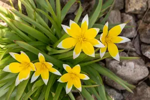 Tulipa 'Tarda' - flower bulb 4/6 - image 2