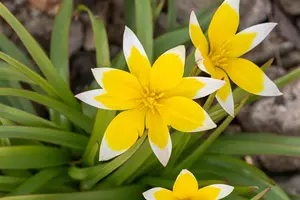 Tulipa 'Tarda' - flower bulb 4/6 - image 3