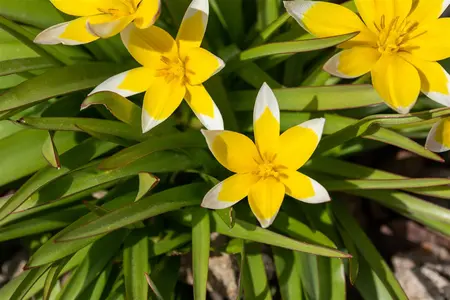 Tulipa 'Tarda' - flower bulb 4/6 - image 4