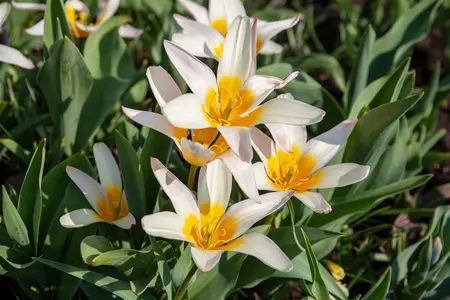 Tulipa 'Tarda' - flower bulb 8/10 - image 1