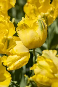 Tulipa 'Texas Gold' - flower bulb 12/+ - image 2
