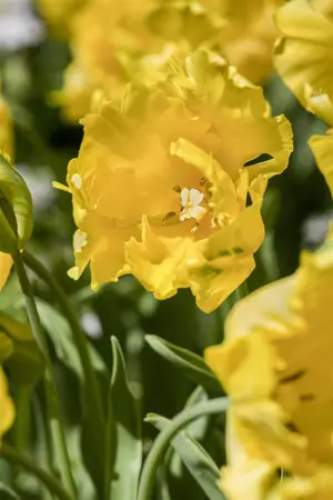 Tulipa 'Texas Gold' - flower bulb 12/+ - image 2