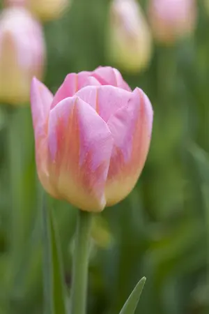 Tulipa 'Tom Pouce' - flower bulb 12/+ - image 1