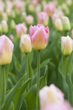 Tulipa 'Tom Pouce' - flower bulb 12/+ - image 2
