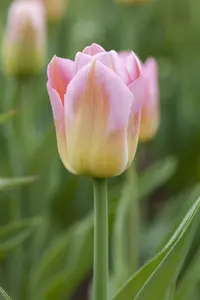 Tulipa 'Tom Pouce' - flower bulb 12/+ - image 3