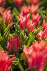 Tulipa 'Toronto' - flower bulb 12/+ - image 3