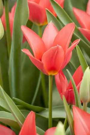 Tulipa 'Toronto' - flower bulb 12/+ - image 4