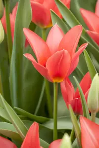 Tulipa 'Toronto' - flower bulb 12/+ - image 4