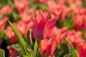 Tulipa 'Toronto' - flower bulb 12/+ - image 4