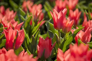 Tulipa 'Toronto' - flower bulb 12/+ - image 2