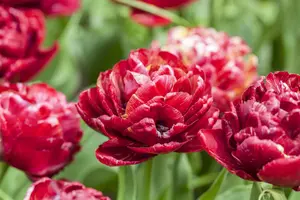Tulipa 'Uncle Tom' - flower bulb 12/+