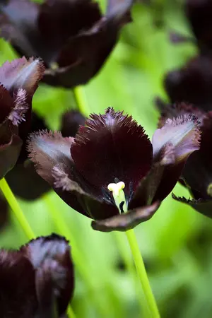 Tulipa 'Van Gogh' - flower bulb 12/14