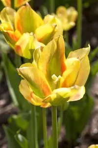 Tulipa Viridiflora mix - flower bulb 12/14 - image 2