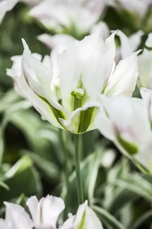Tulipa Viridiflora mix - flower bulb 12/14 - image 3