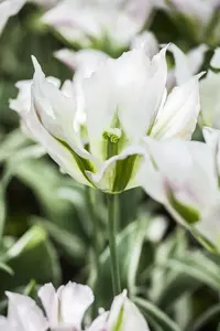 Tulipa Viridiflora mix - flower bulb 12/14 - image 3