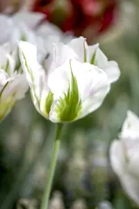 Tulipa Viridiflora mix - flower bulb 12/14 - image 4