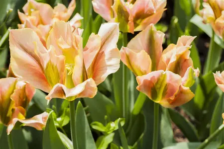 Tulipa Viridiflora mix - flower bulb 12/14 - image 1