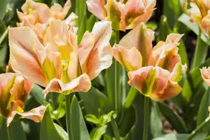 Tulipa Viridiflora mix - flower bulb 12/14 - image 5