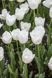 Tulipa 'White Prince' - flower bulb 12/+
