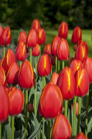 Tulipa 'World's Favourite' - flower bulb 12/+ - image 1