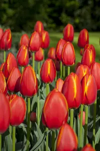 Tulipa 'World's Favourite' - flower bulb 12/+ - image 1
