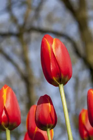 Tulipa 'World's Favourite' - flower bulb 12/+ - image 3