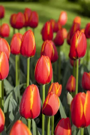 Tulipa 'World's Favourite' - flower bulb 12/+ - image 4