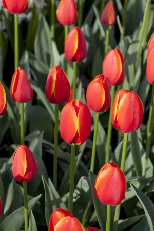 Tulipa 'World's Favourite' - flower bulb 12/+ - image 5