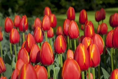 Tulipa 'World's Favourite' - flower bulb 12/+ - image 2
