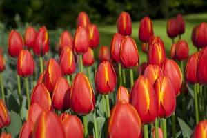 Tulipa 'World's Favourite' - flower bulb 12/+ - image 2