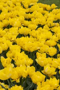Tulipa 'Yellow Pomponette' - flower bulb 12/+