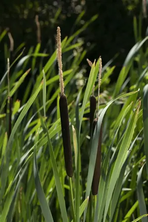 Typha angustifolia - 2 Ltr pot - image 5