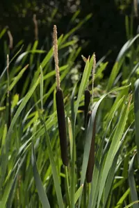 Typha angustifolia - 2 Ltr pot - image 5