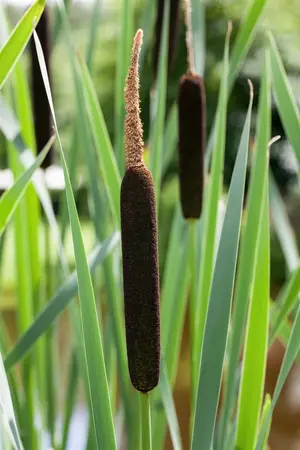 Typha angustifolia - 17 cm aquatic basket - image 3