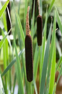 Typha angustifolia - 17 cm aquatic basket - image 3