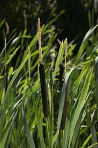 Typha angustifolia - 17 cm aquatic basket - image 5