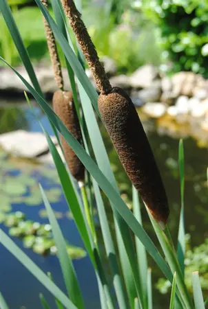 Typha angustifolia - 17 cm aquatic basket - image 1
